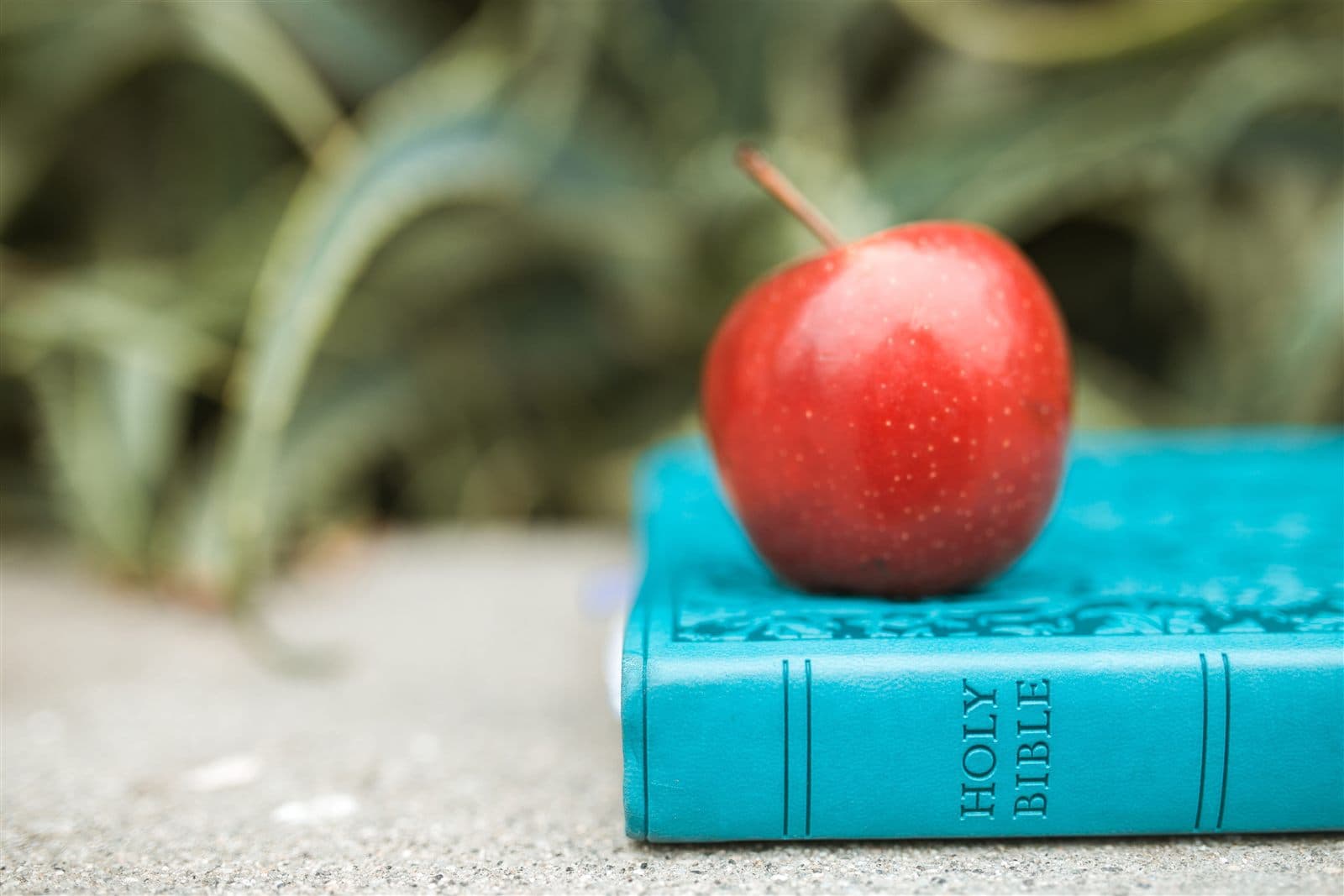 A ripe red apple resting on a teal Holy Bible outdoors against soft green foliage