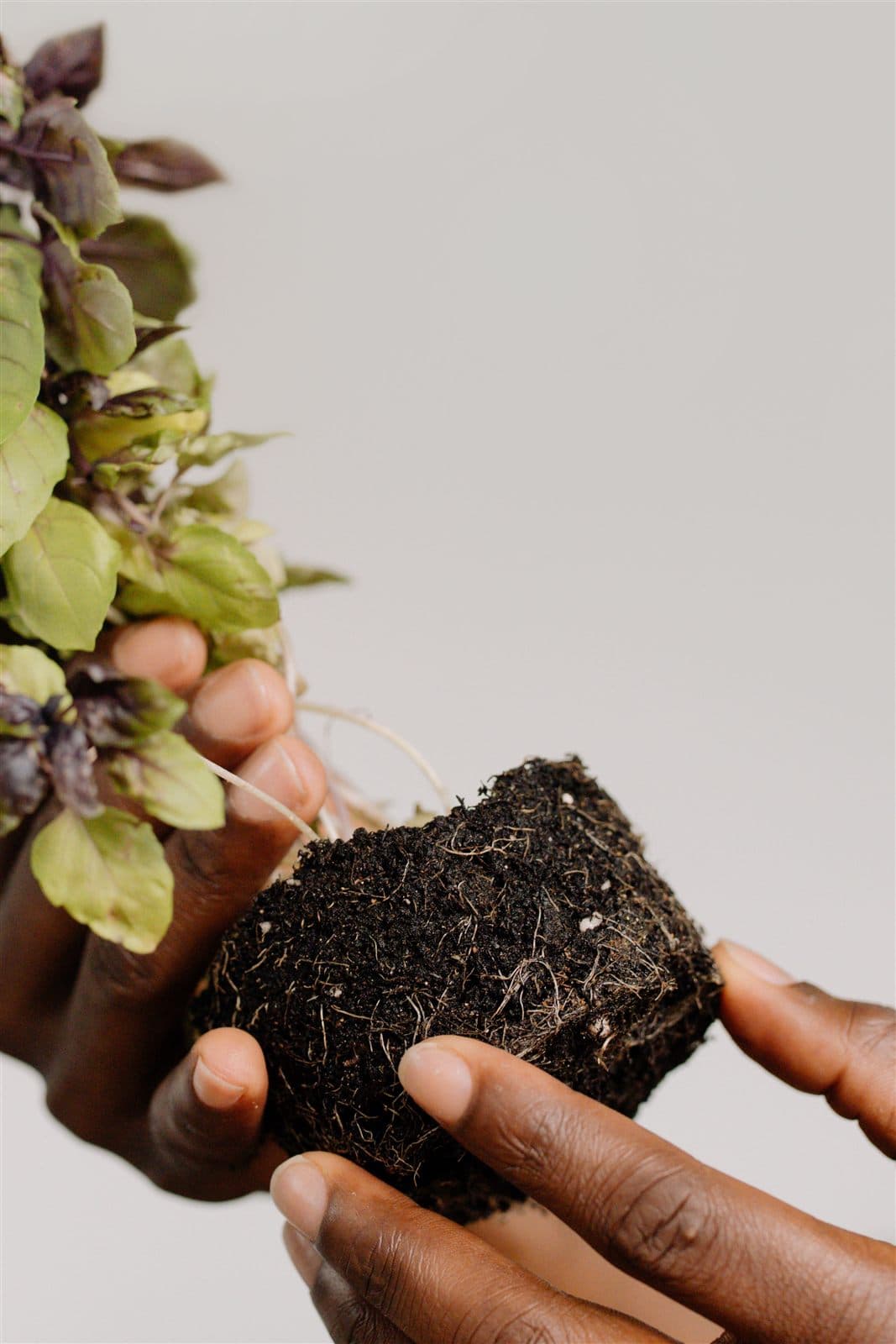 Two hands cradling the soil-covered roots of a young plant being replanted
