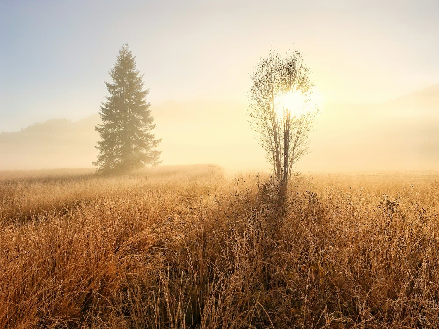 Golden mist over a meadow at sunrise